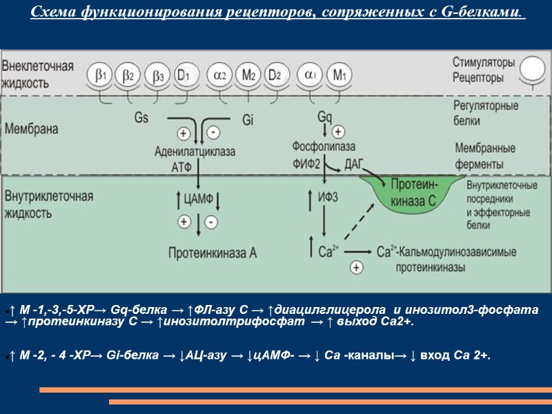 ↑ М -1,-3,-5-ХР→ Gq-белка → ↑ФЛ-азу С → ↑диацилглицерола  и инозитол3-фосфата → ↑протеинкиназу